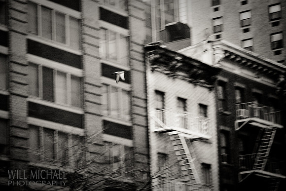 Will Michael Photography